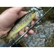 Filstar 365 Trout Spin Evo