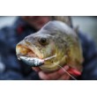 Salmon Hornet plutitor
