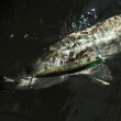 Shimano XL-112X Exsence Μόνικα