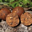 Bile boilies DB ComplexX-T 20mm S/L
