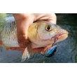 Pește de pescuit Sea Buzz Chub Bug Wobbler