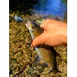 Pește de pescuit Sea Buzz Chub Bug Wobbler