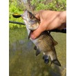 Pește de pescuit Sea Buzz Chub Bug Wobbler