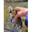 Pește de pescuit Sea Buzz Chub Bug Wobbler