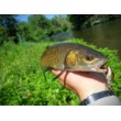 Pește de pescuit Sea Buzz Chub Bug Wobbler