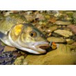 Pește de pescuit Sea Buzz Chub Bug Wobbler