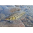 Sea Buzz River Shad Wobbler