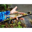 Minnow wobbler - βύθιση