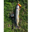 Бейткастинг макара Okuma Komodo SS