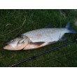 Wobbler Rapala X-Light Minnow
