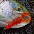 Momeală Westin CreCraw Slim Creaturebait din silicon