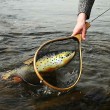 Cushion - Brown Trout