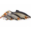 Силикон Westin Ricky the Roach Shadtail