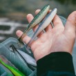Rapala Crushcity The Kickman din silicon