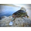 Jig Spinner Westin DropBite Tungsten Spin Tail