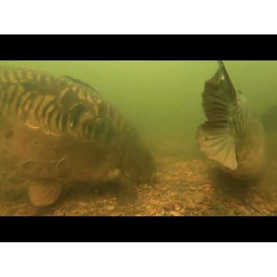 Fox Carp Ready Rigs Fluoro D-Rig